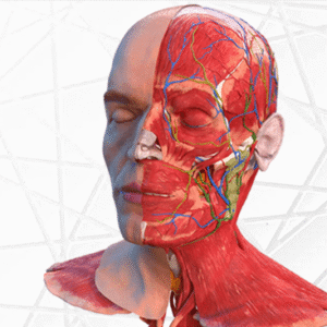 Face Anatomy Training Course Online